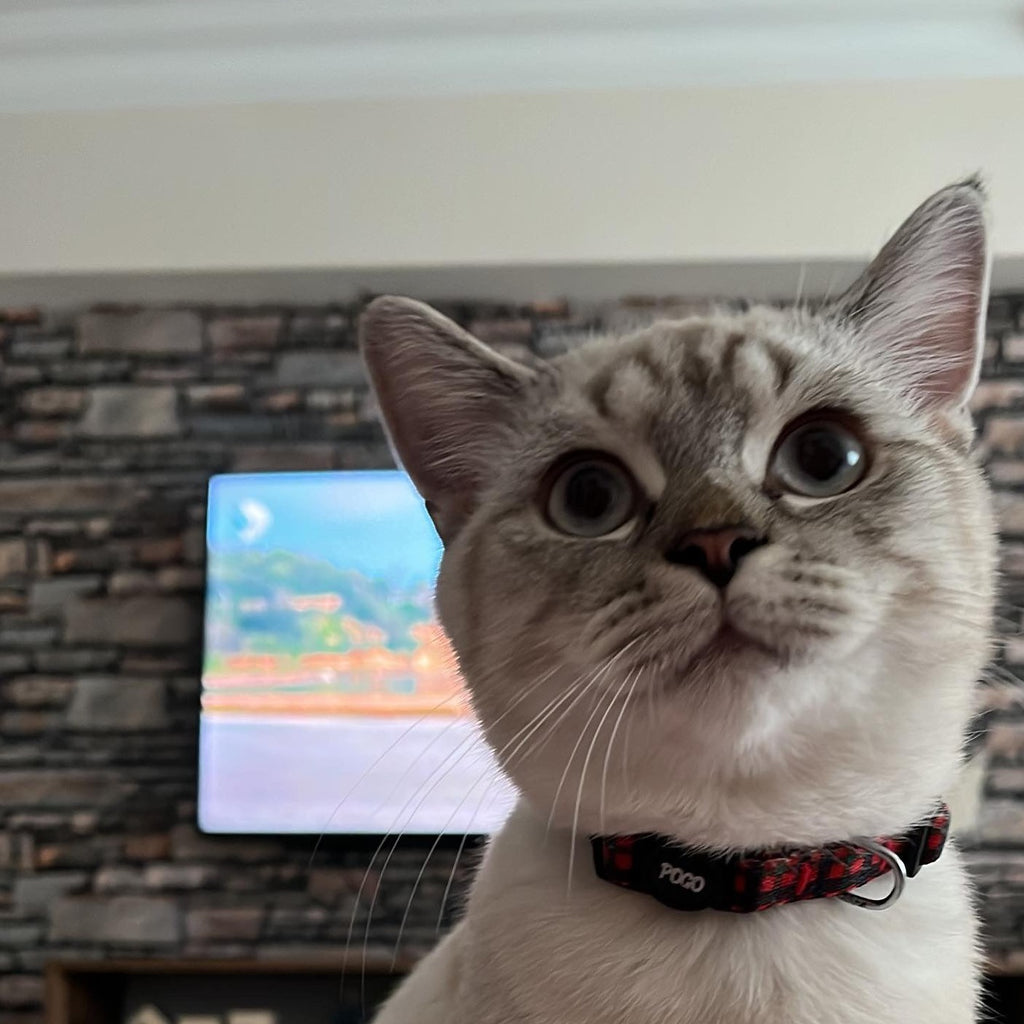 Festive | Kedi Tasması