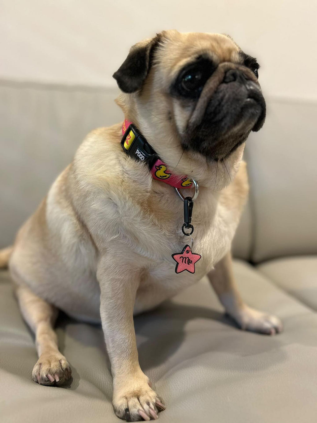 Pink Duck | Köpek Tasması
