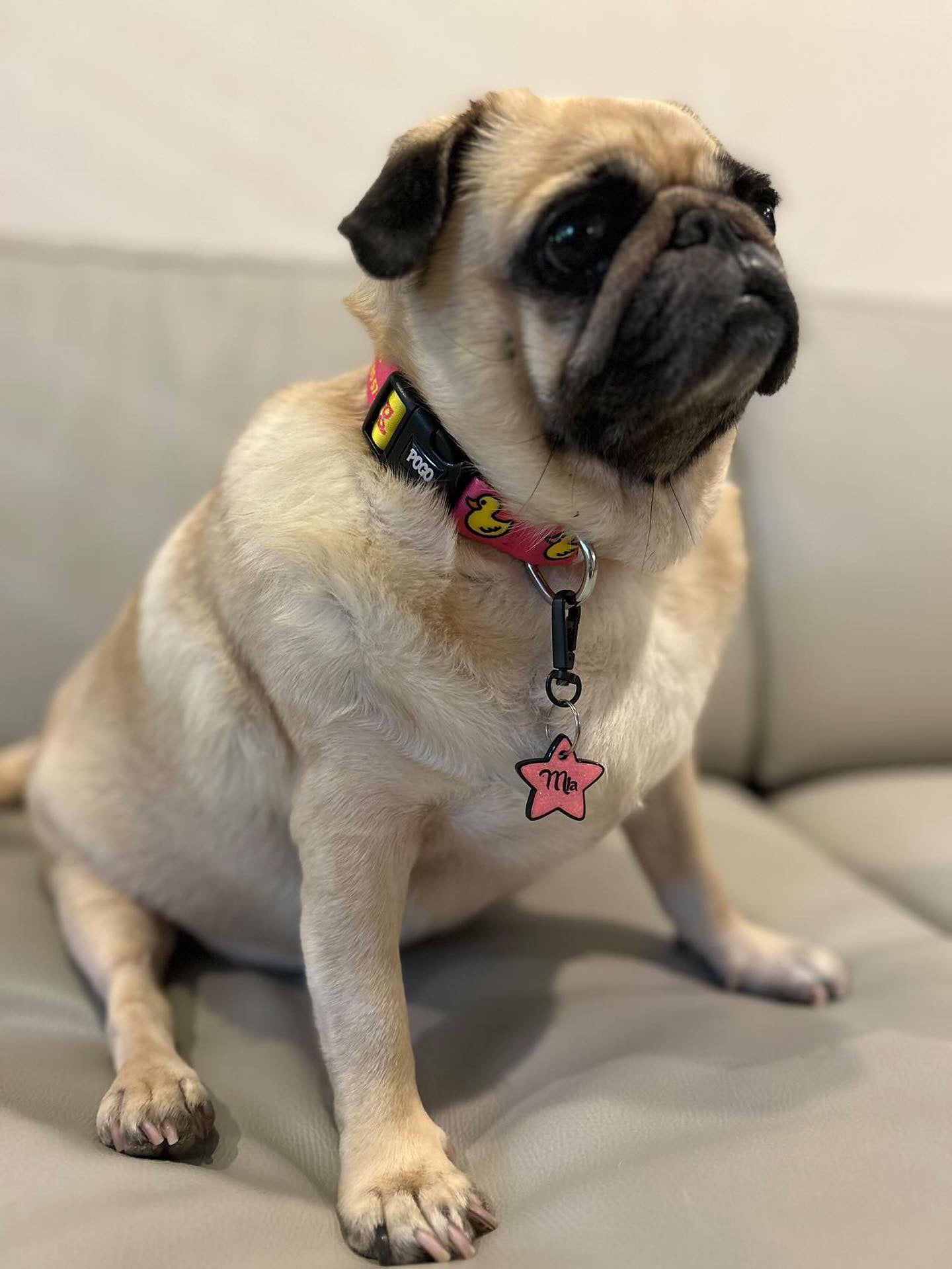 Pink Duck | Köpek Tasması
