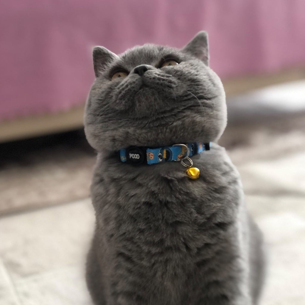 Cookie Monster | Kedi Tasması