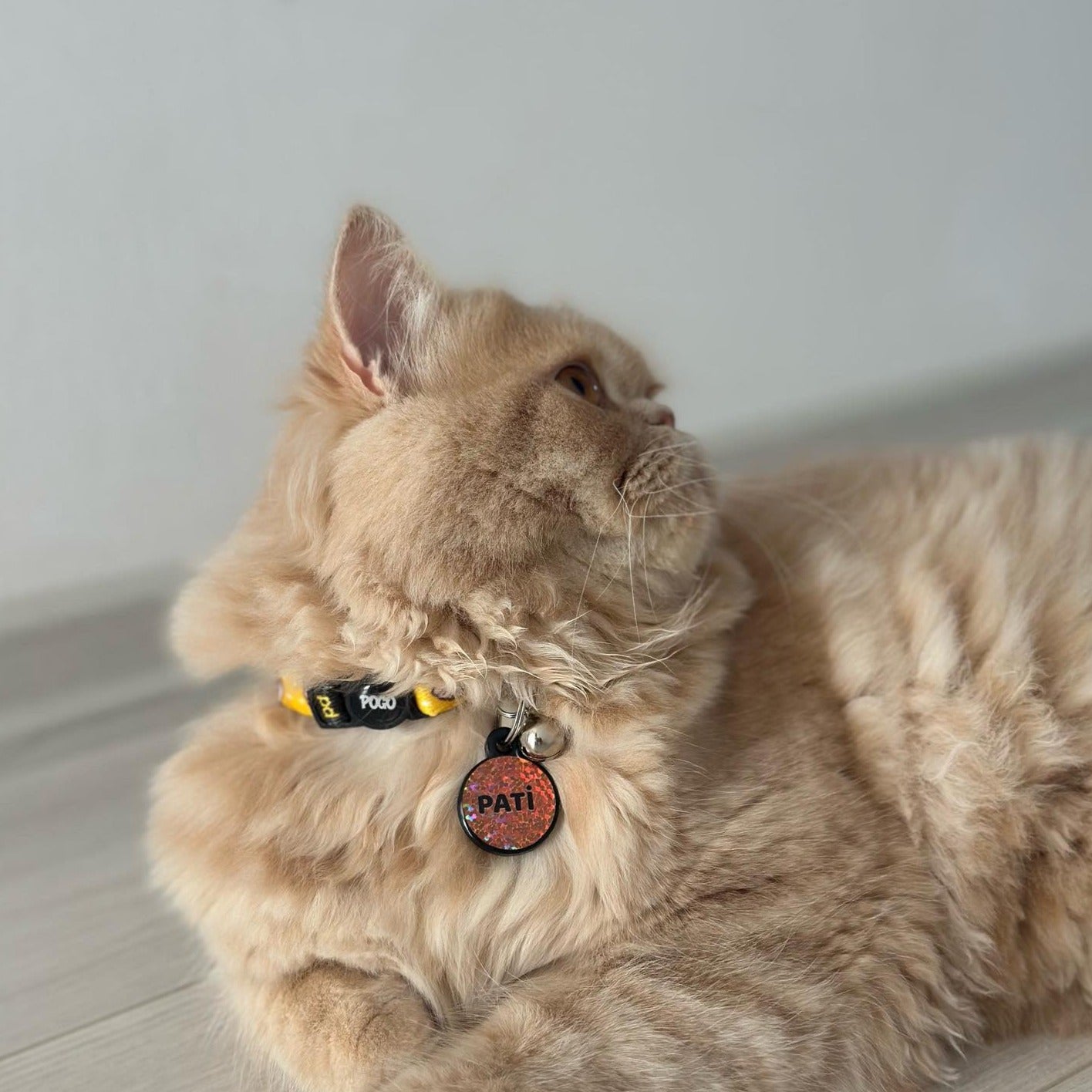 Sushi | Kedi Tasması