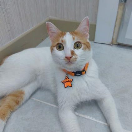 Orange | Kedi Tasması