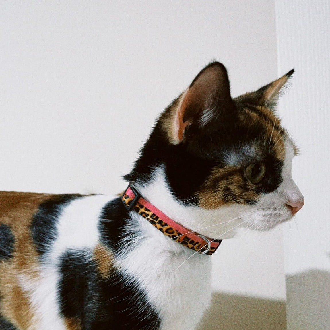 Leopard Pembe | Kedi Tasması
