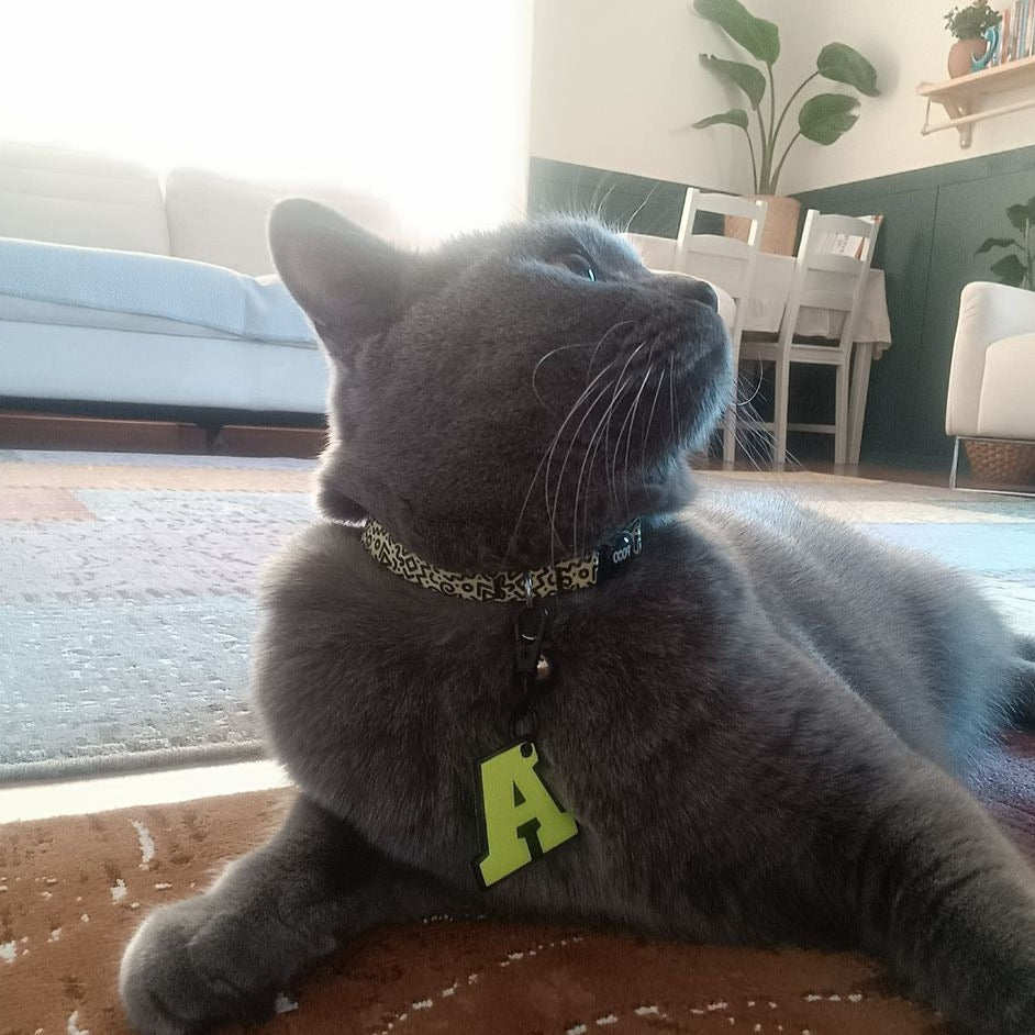 Yellow Loop | Kedi Tasması
