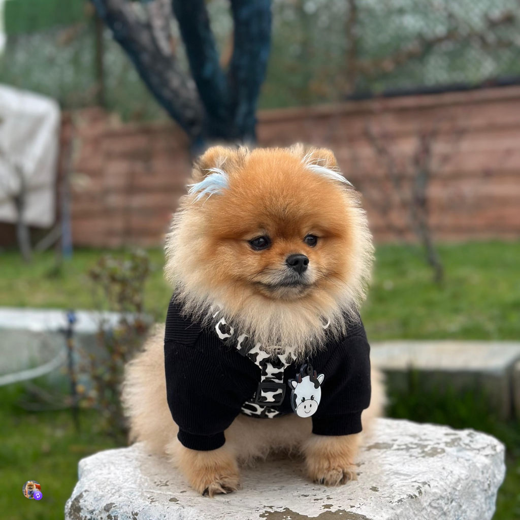 Cowify | Köpek Göğüs Tasması