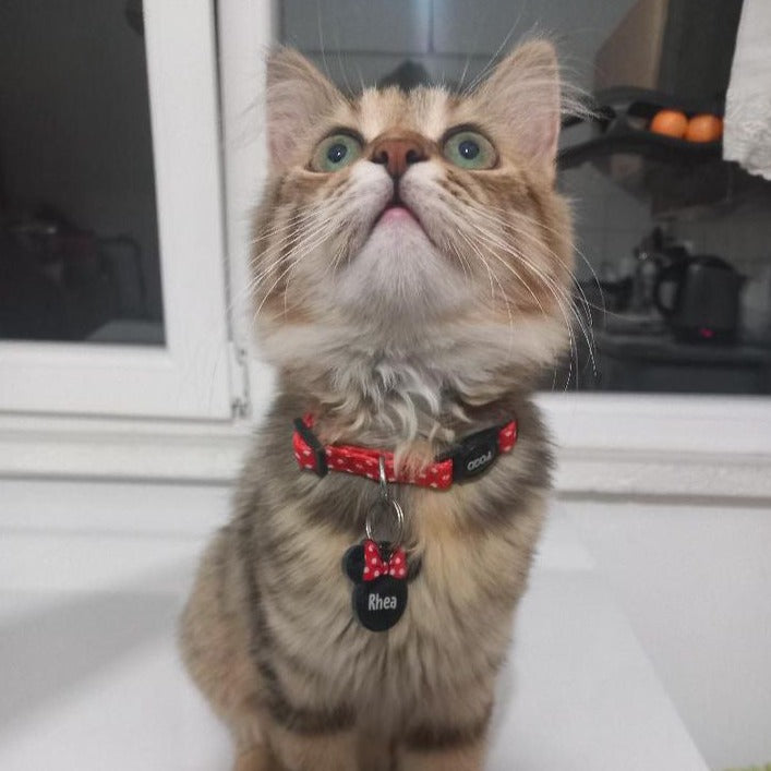 PolkaPop | Kedi Tasması