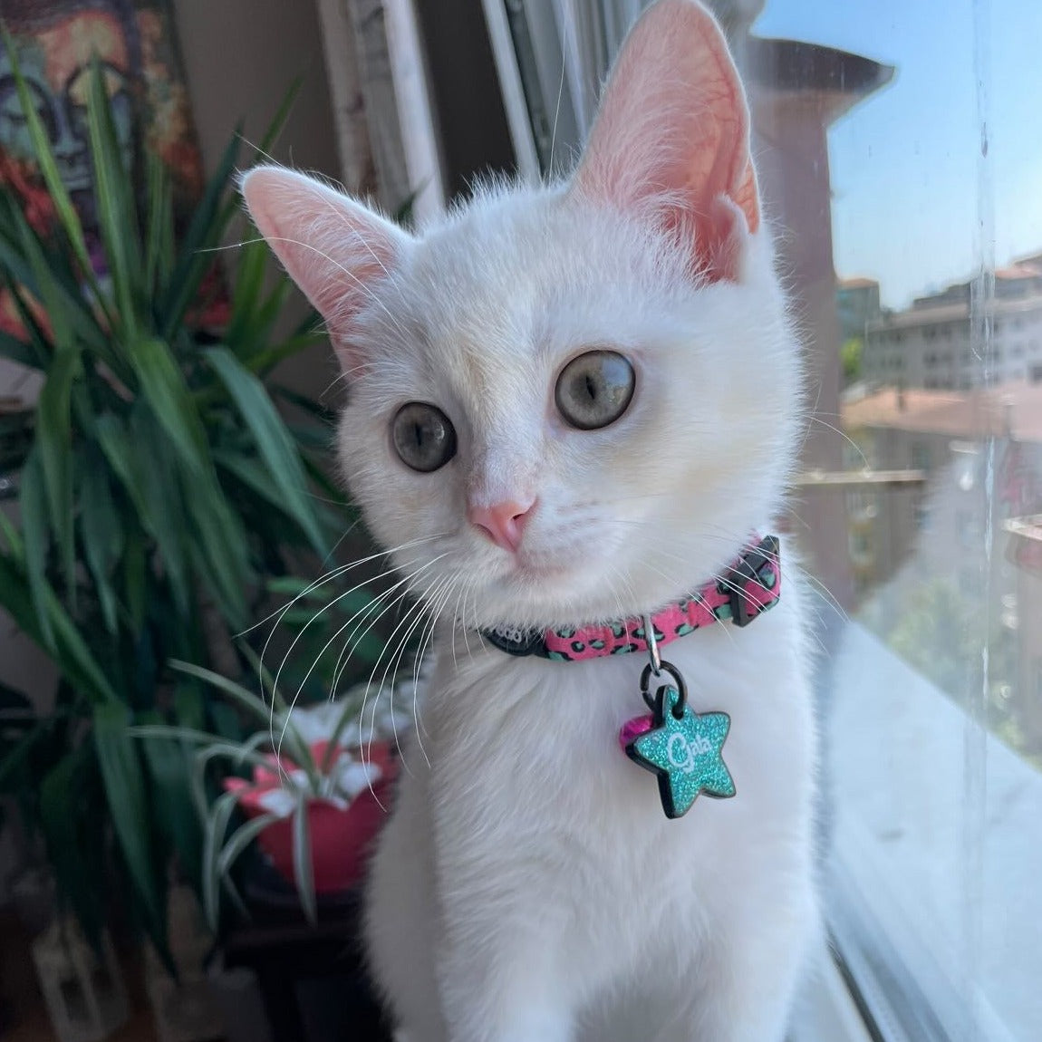 Pinky | Kedi Tasması