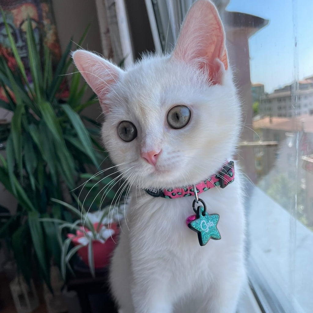 Pinky | Kedi Tasması