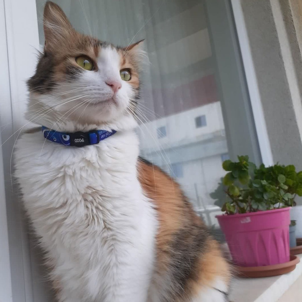 Nazar | Kedi Tasması