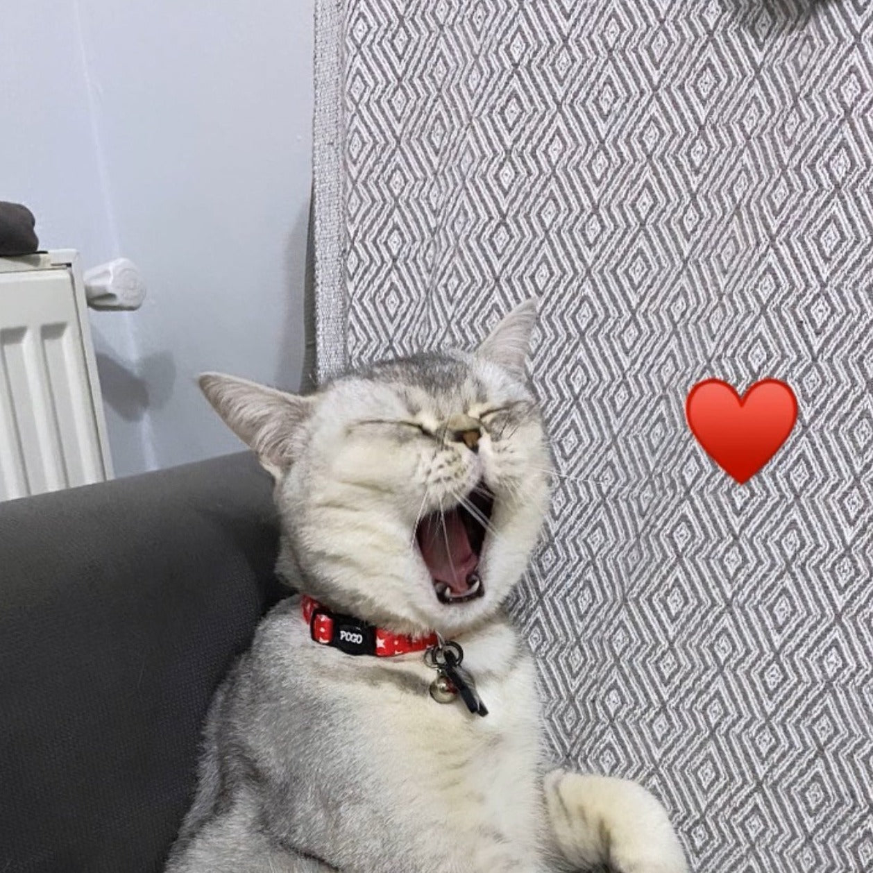 Twinkle | Kedi Tasması