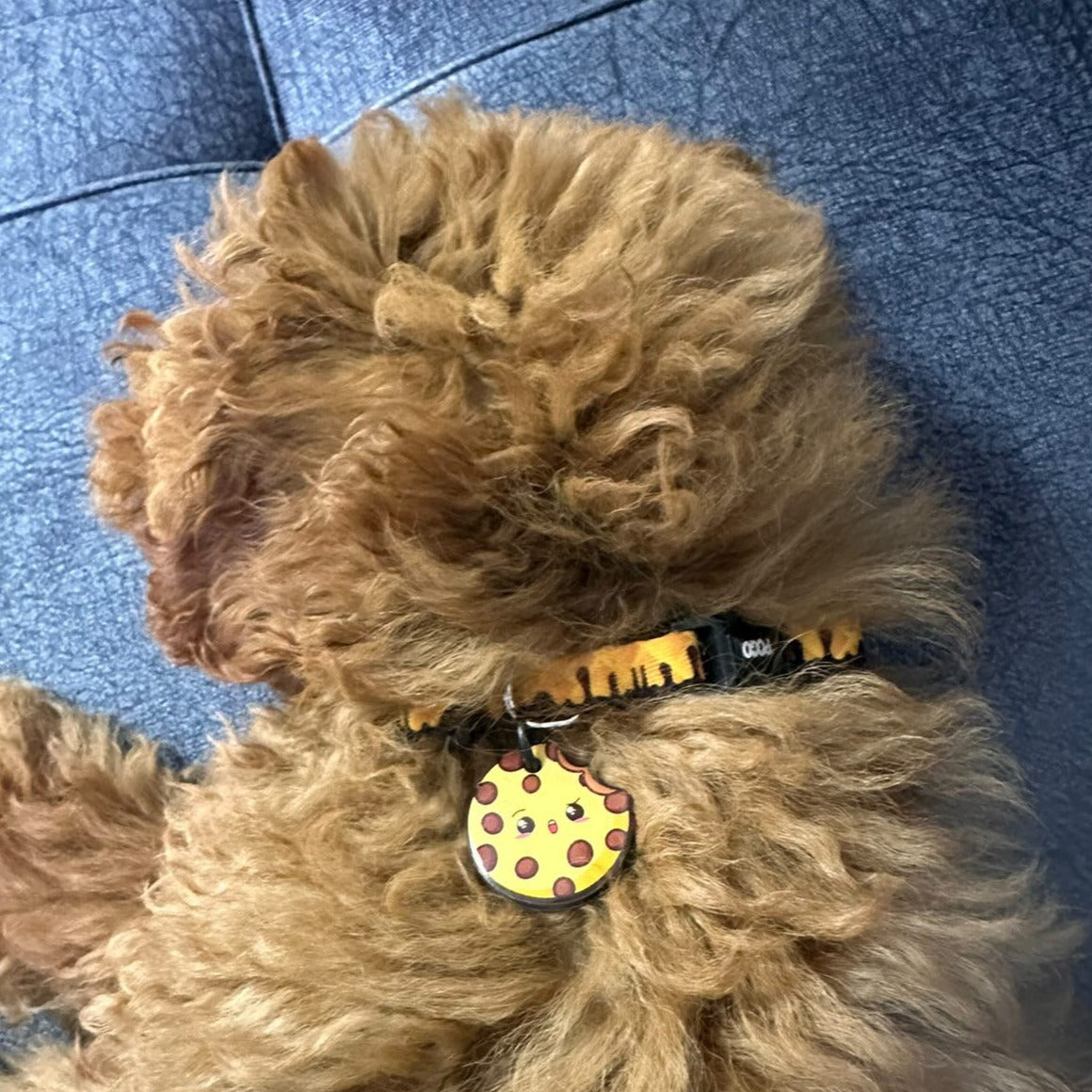 ChocoBite | Köpek Tasması