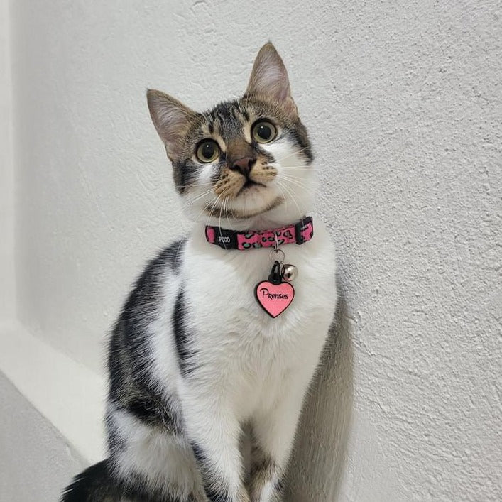 Pinky | Kedi Tasması