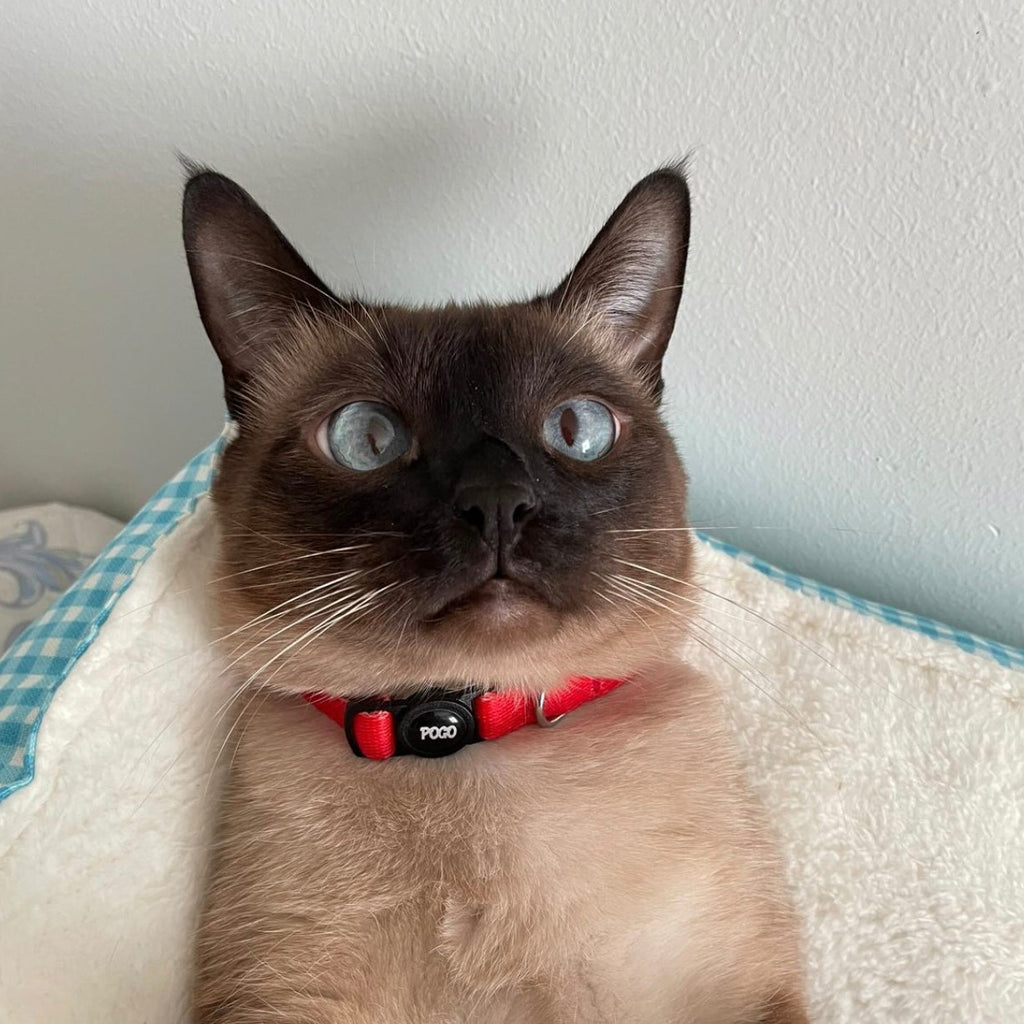 Red | Kedi Tasması