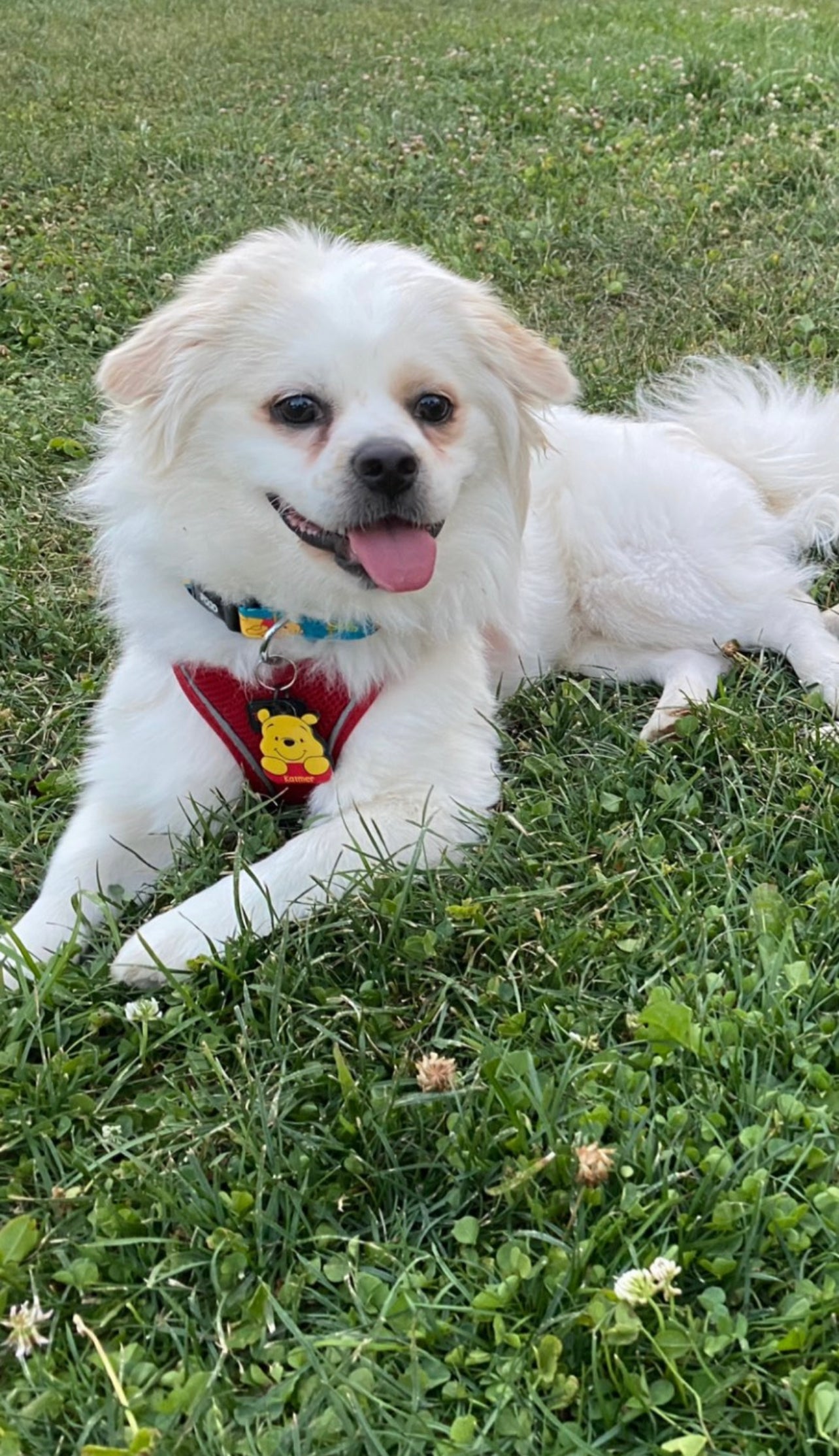 Winnie | Kedi ve Köpek İsimlik