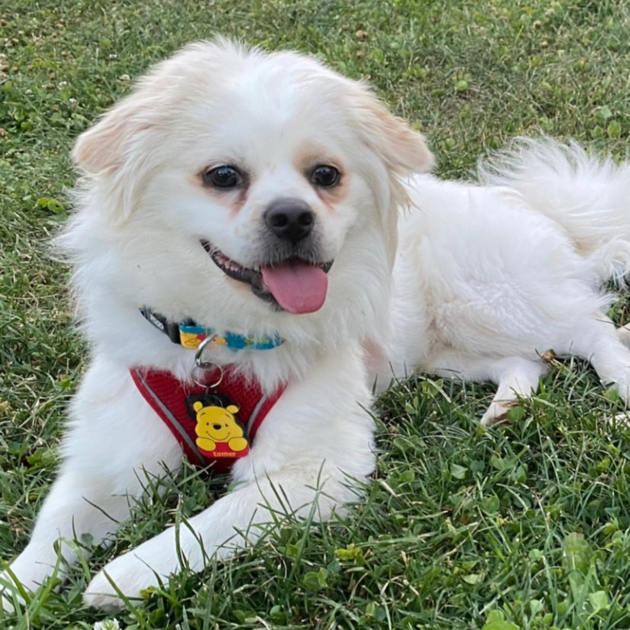 Winnie | Köpek Tasması