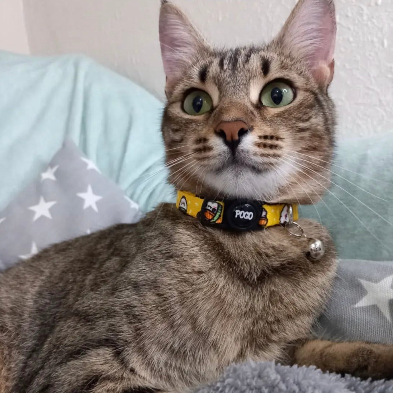 Sushi | Kedi Tasması