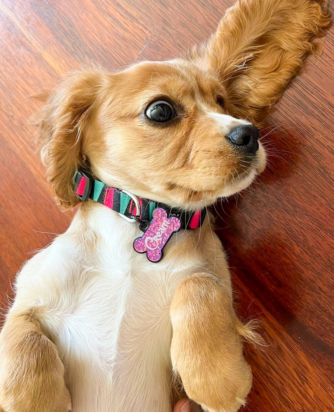 Colombia | Köpek Tasması