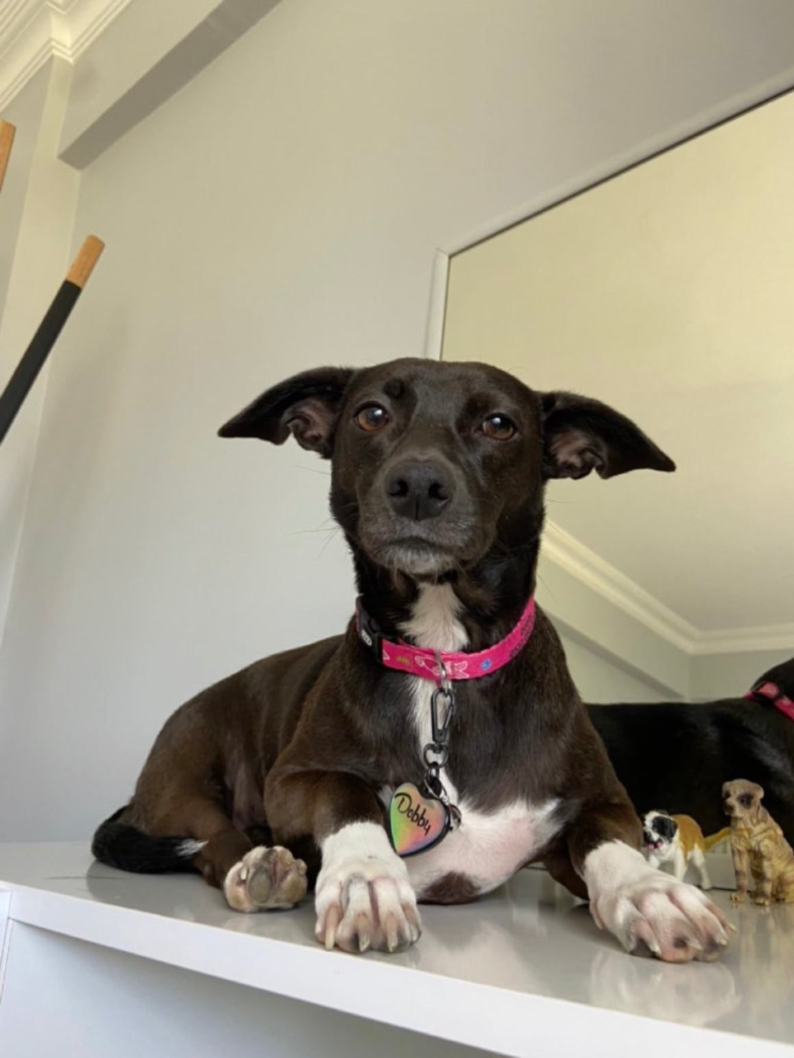 Piglet | Köpek Tasması