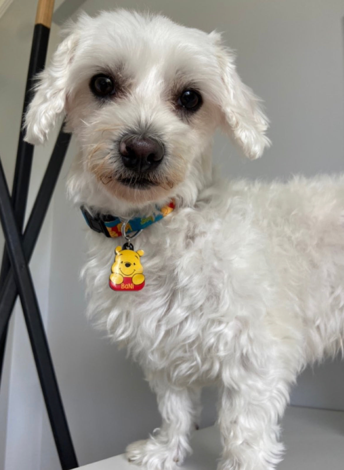 Winnie | Kedi ve Köpek İsimlik