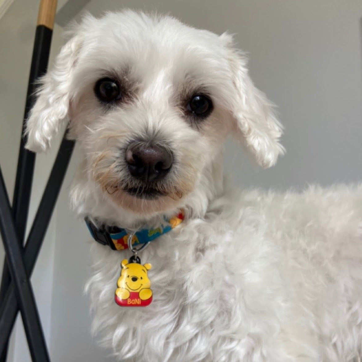 Winnie | Köpek Tasması