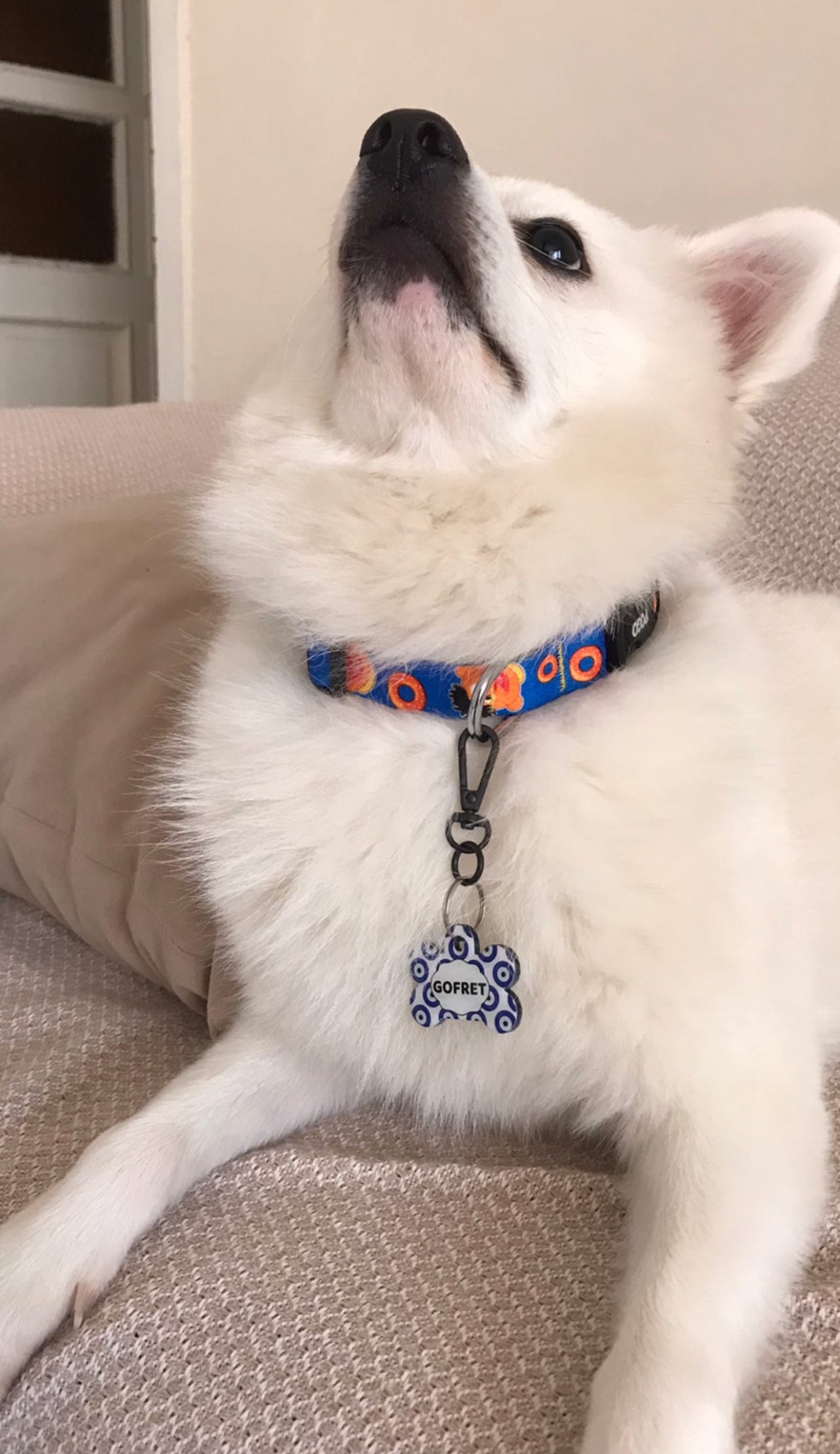 Edi | Köpek Tasması