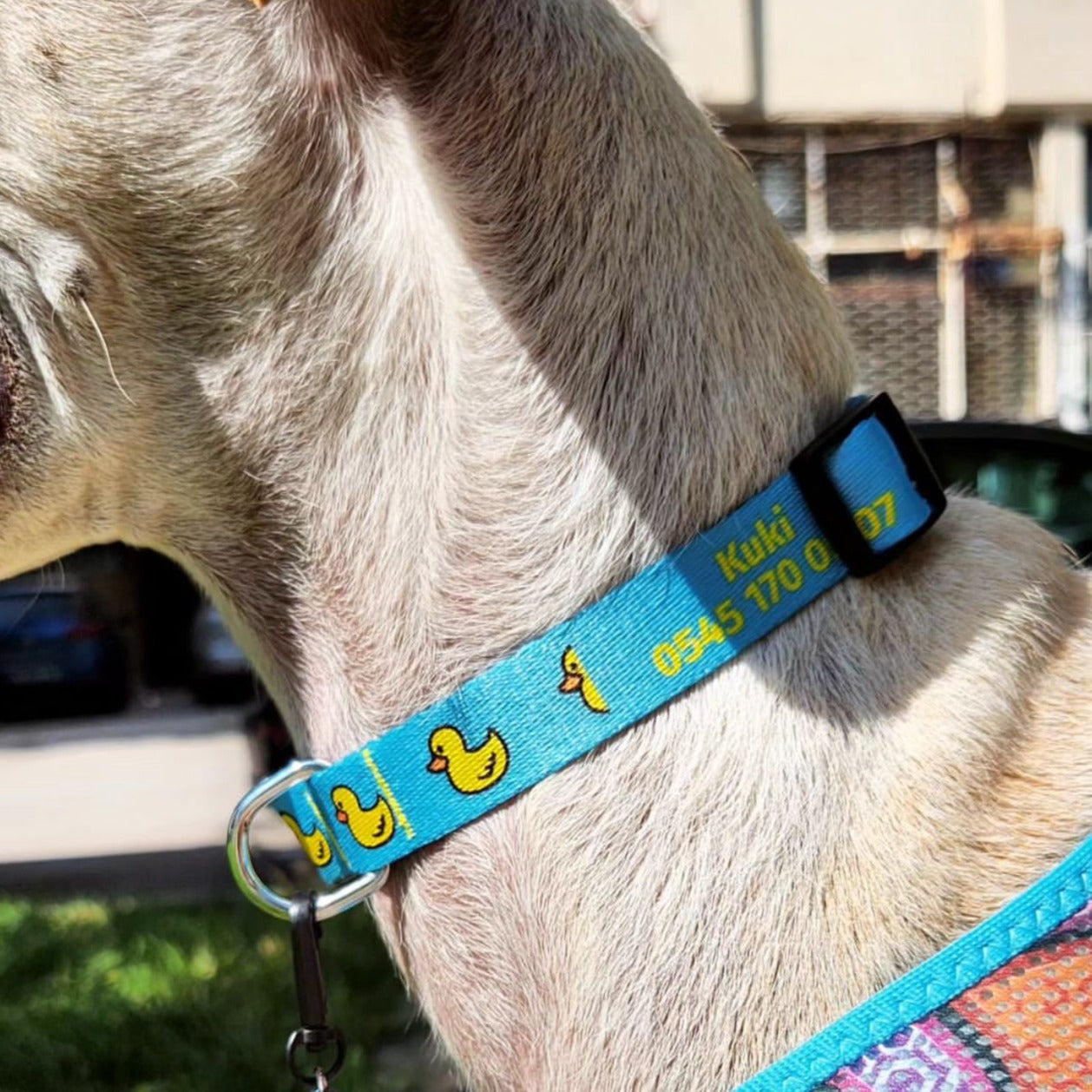 Blue Duck | Köpek Tasması