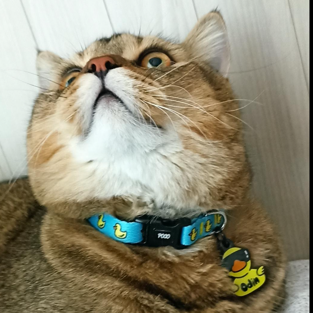 Blue Duck | Kedi Tasması