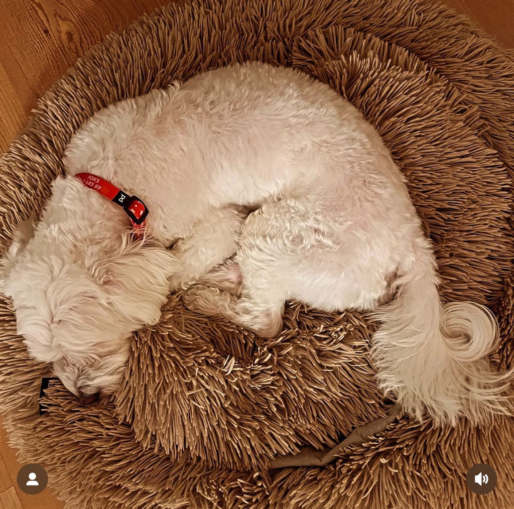 Twinkle | Köpek Tasması