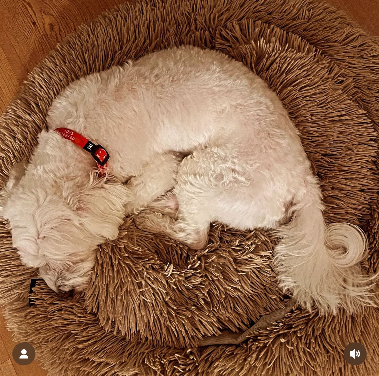Twinkle | Köpek Tasması
