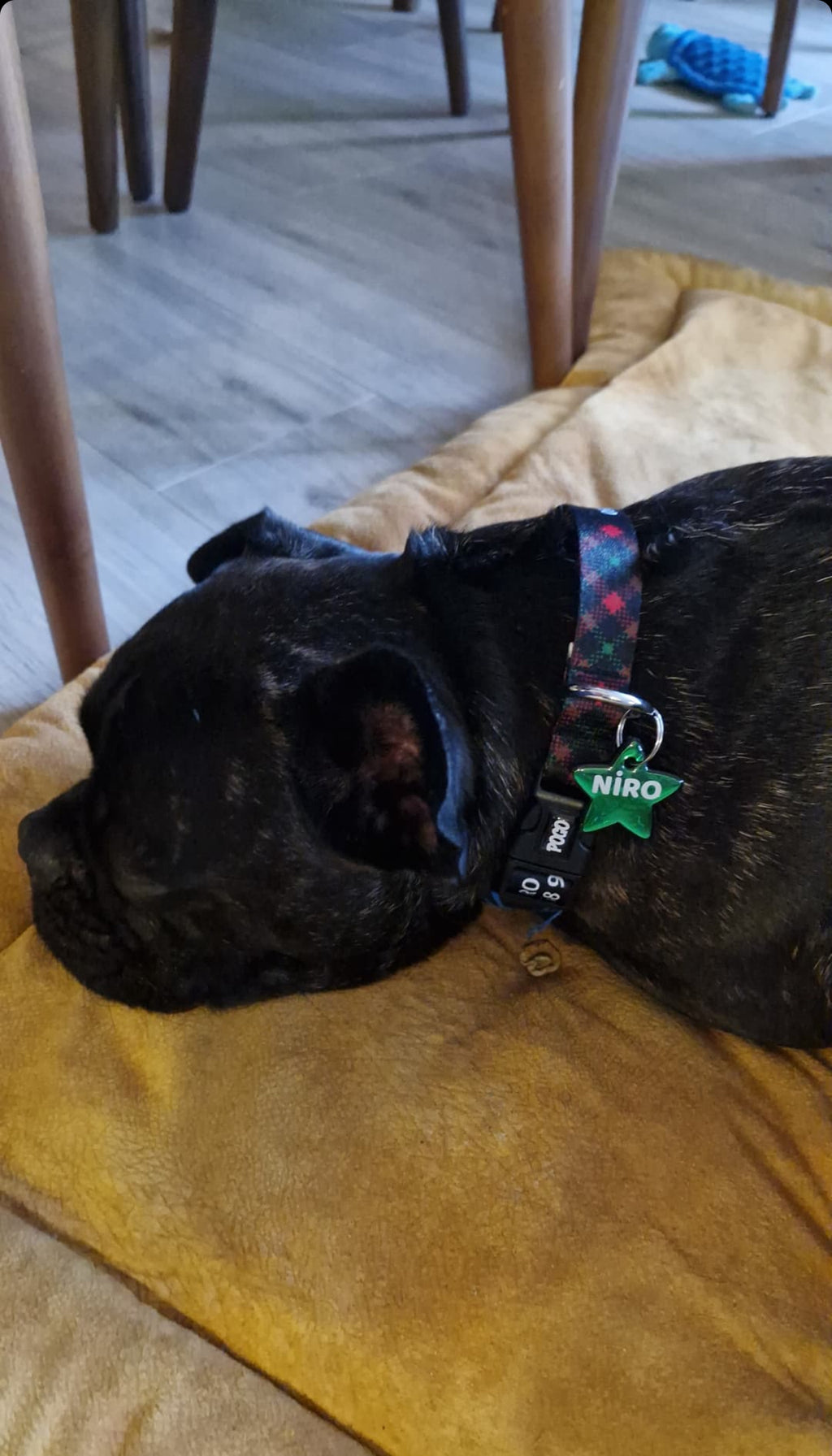 Red Green Plaid | Köpek Tasması