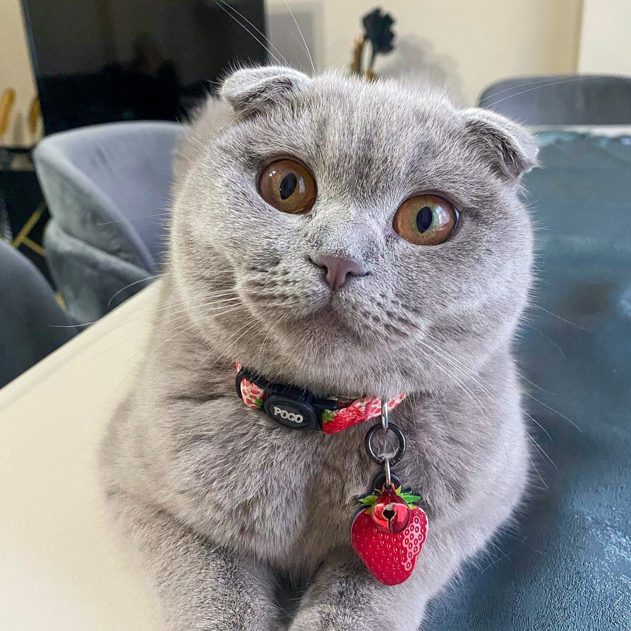Strawberry | Kedi Tasması