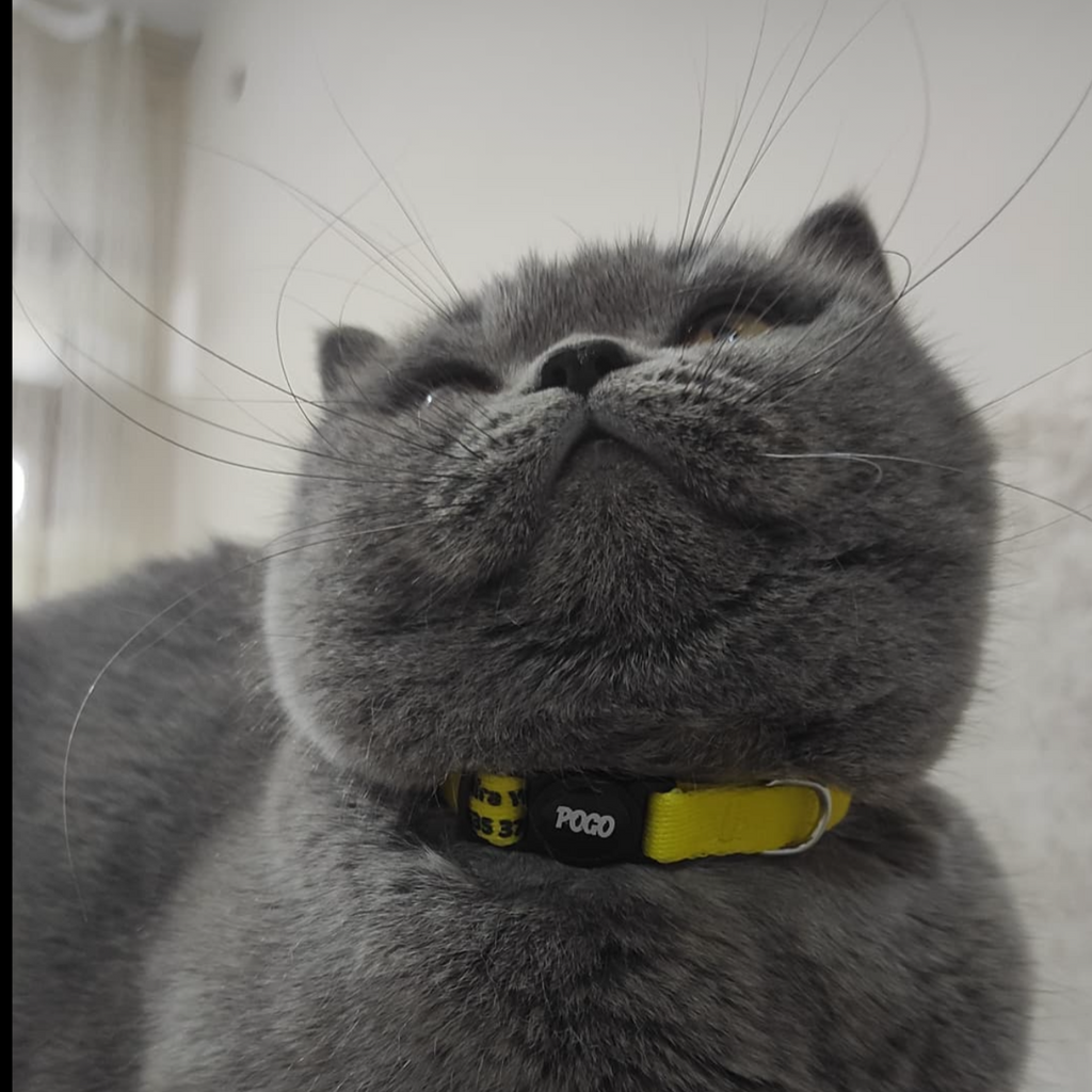 Yellow | Kedi Tasması
