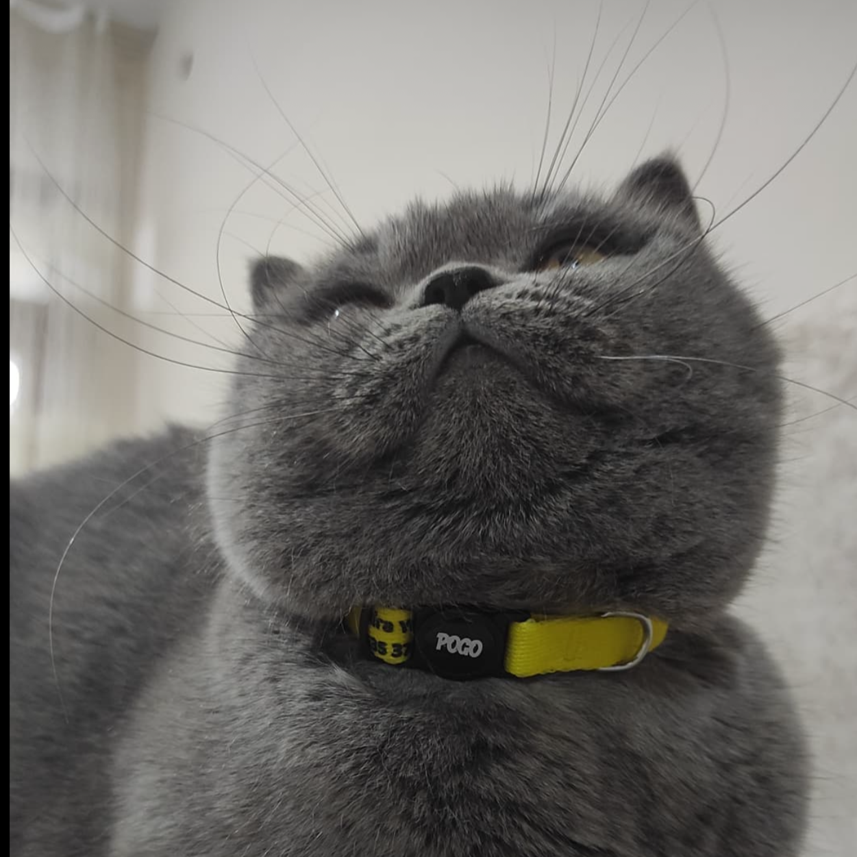 Yellow | Kedi Tasması