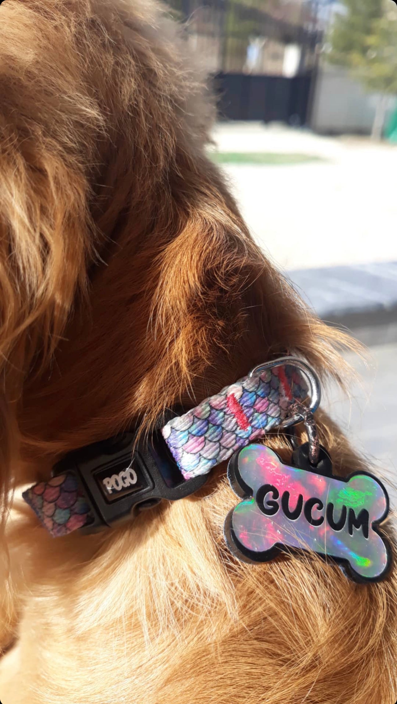 Flake  | Köpek Tasması