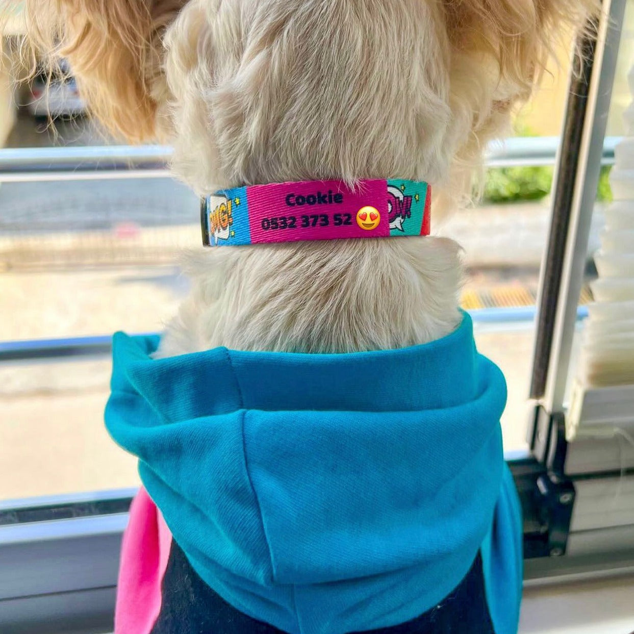 Bang | Köpek Tasması