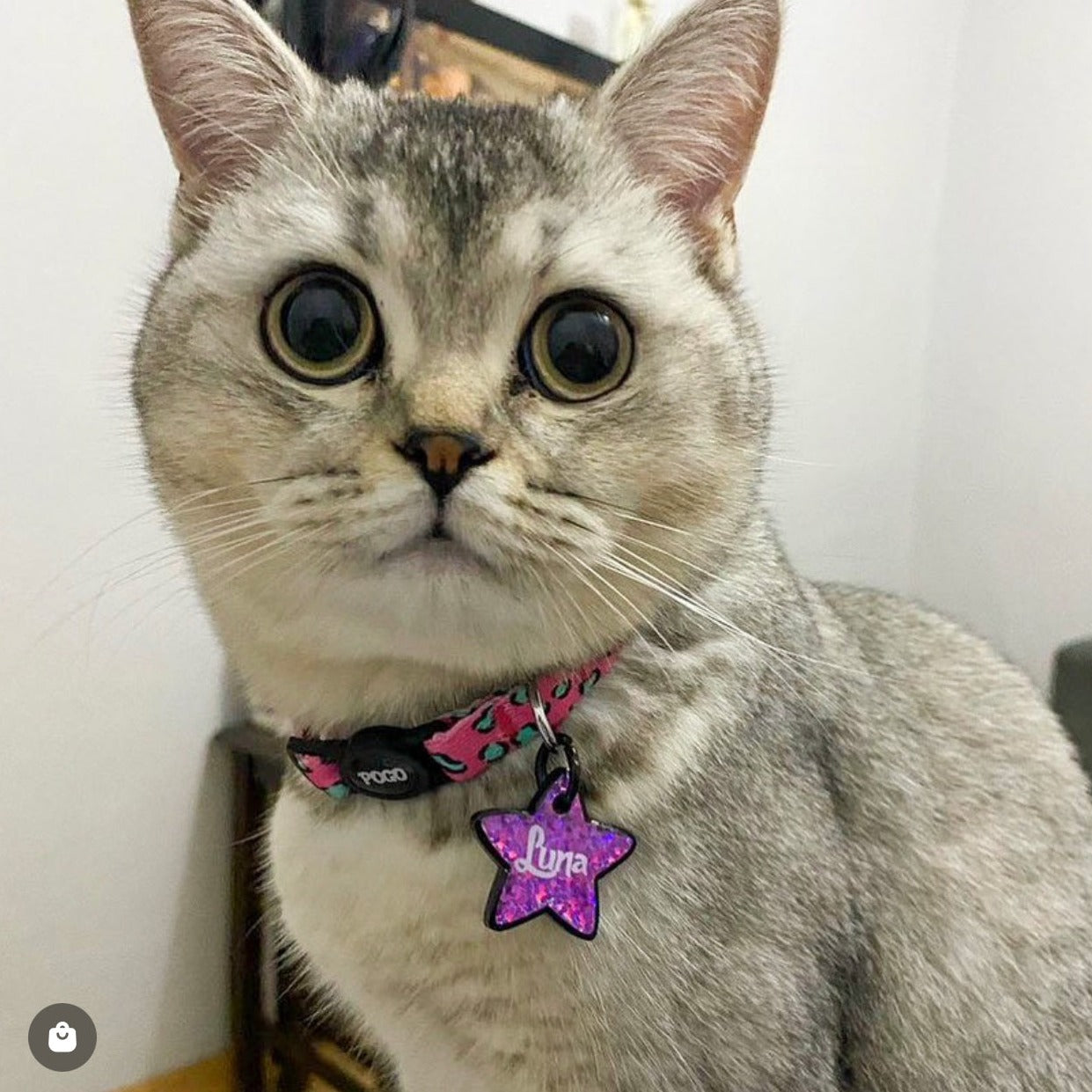 Pinky | Kedi Tasması