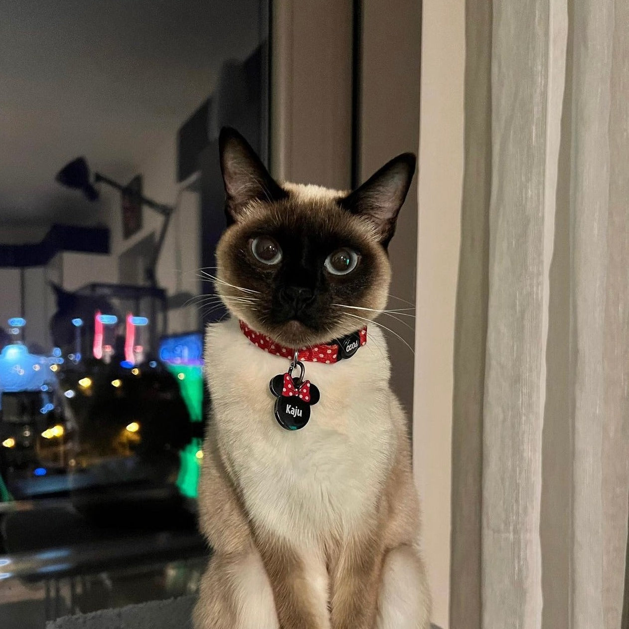 PolkaPop | Kedi Tasması