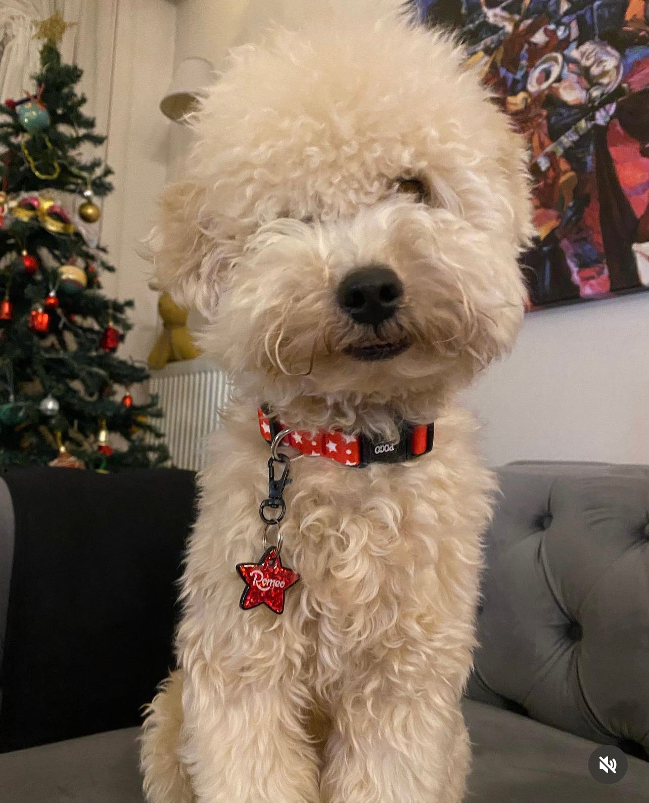 Twinkle | Köpek Tasması