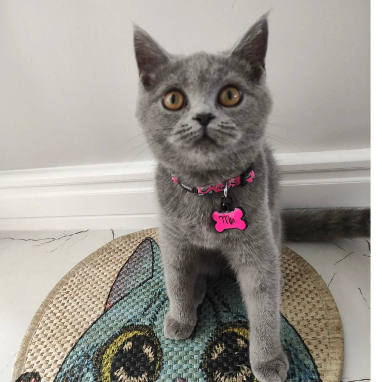 Pinky | Kedi Tasması