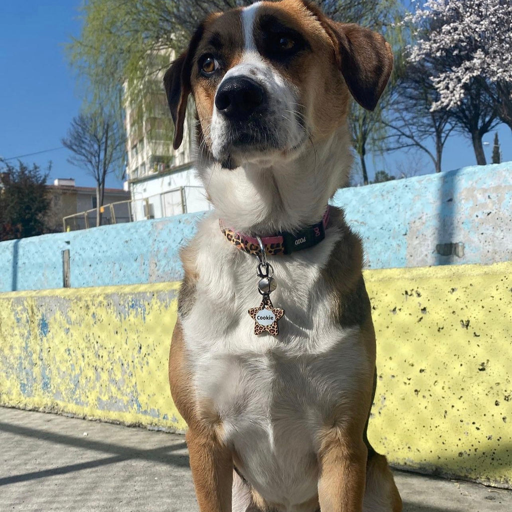 Leopard Pembe | Köpek Tasması