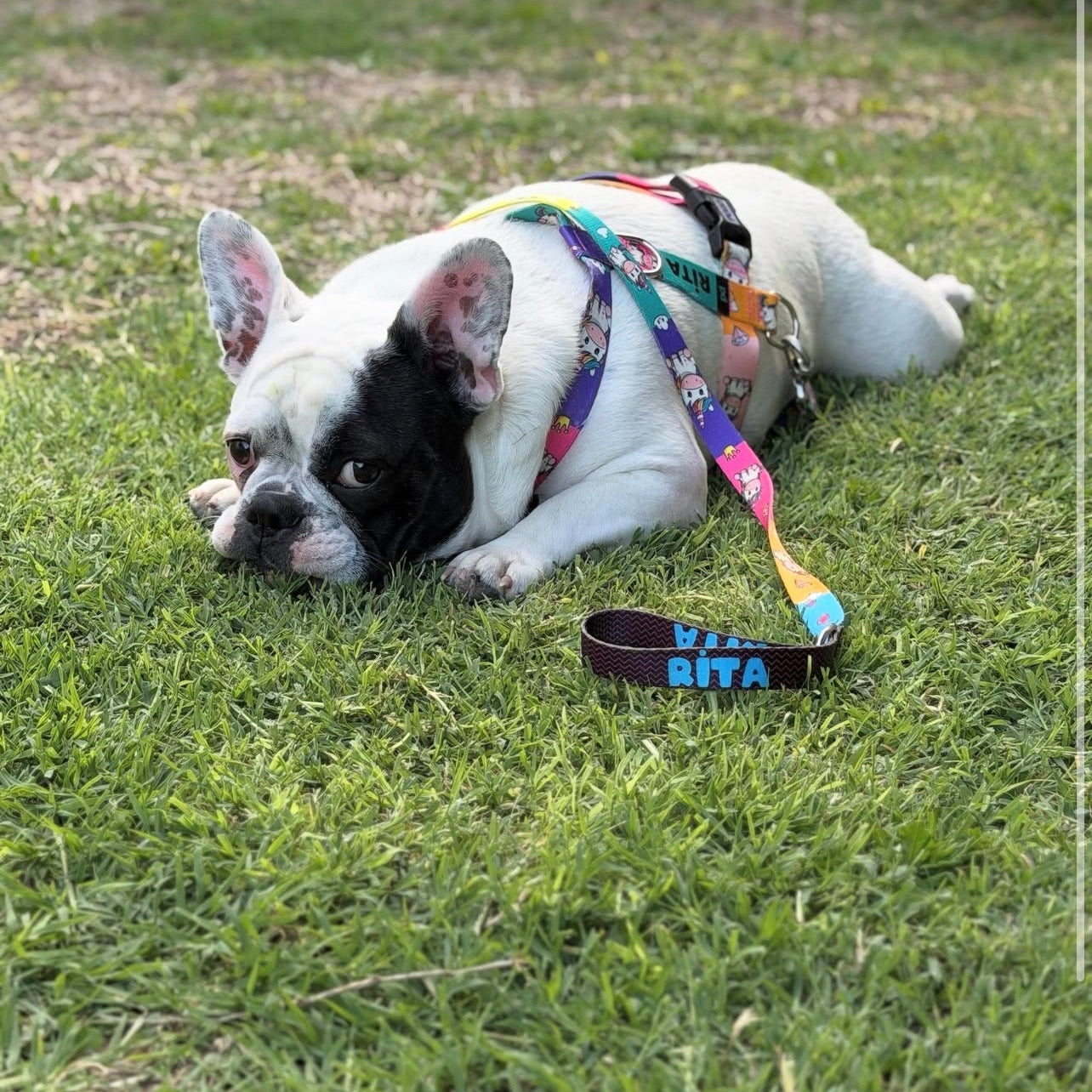 Unicorn | Köpek Göğüs Tasması