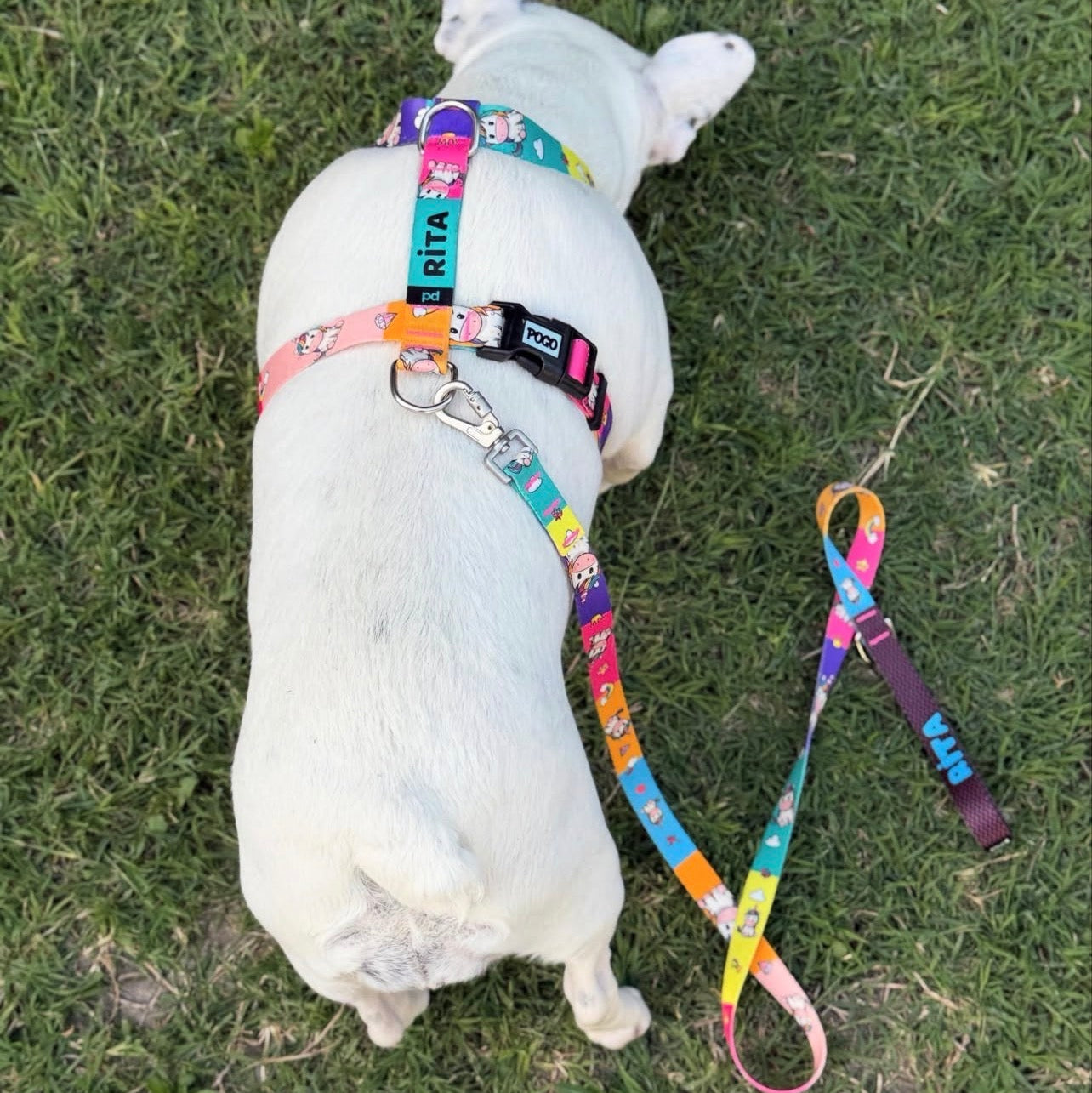 Unicorn | Köpek Göğüs Tasması