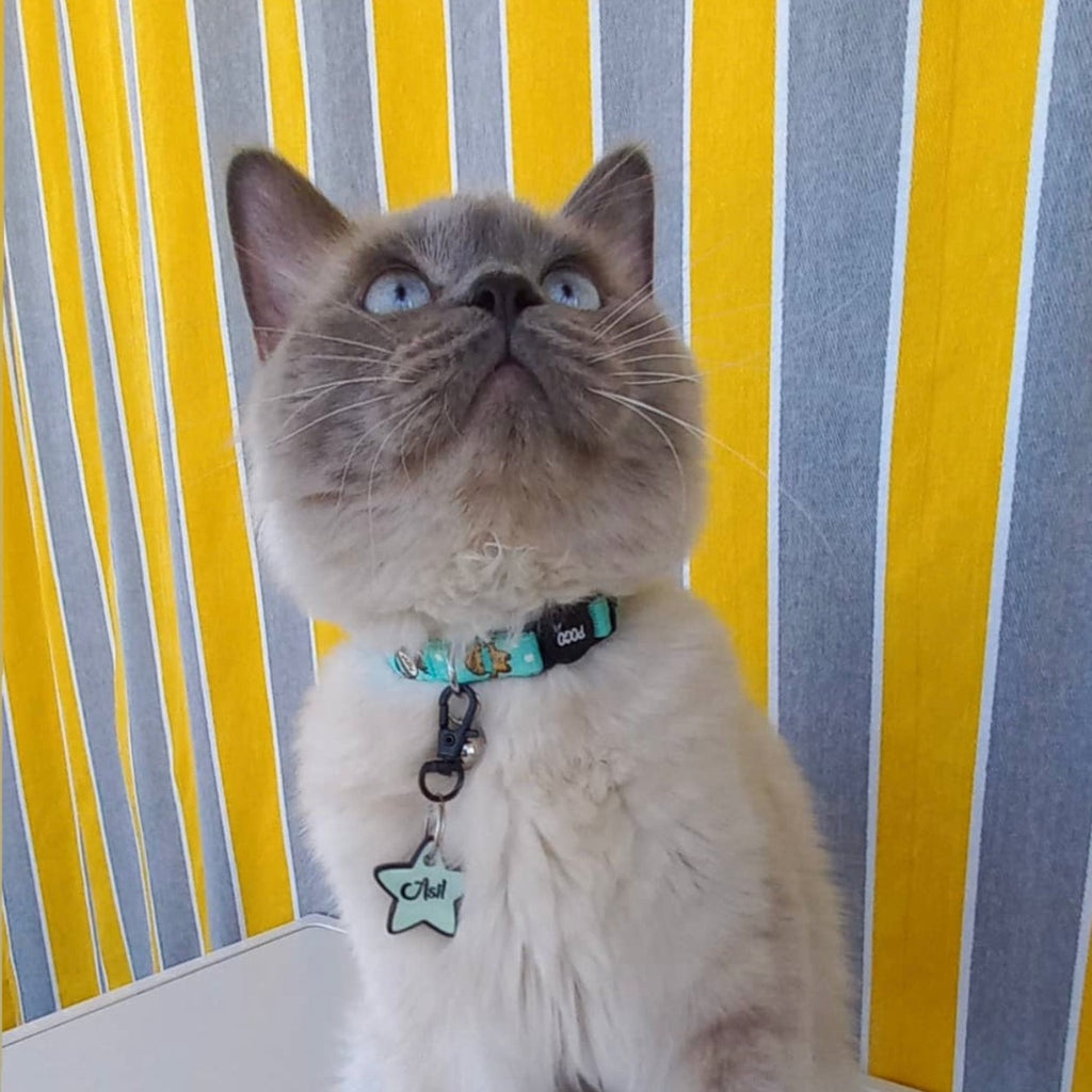 New | Kedi Tasması