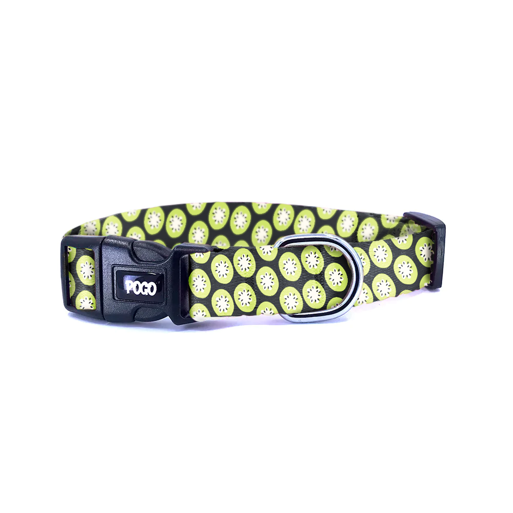 Kiwi | Köpek Tasması