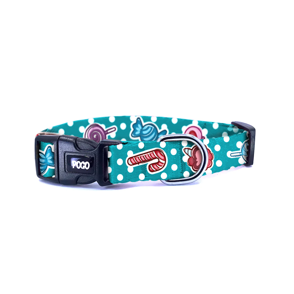 Sweetie Turkuaz | Köpek Tasması