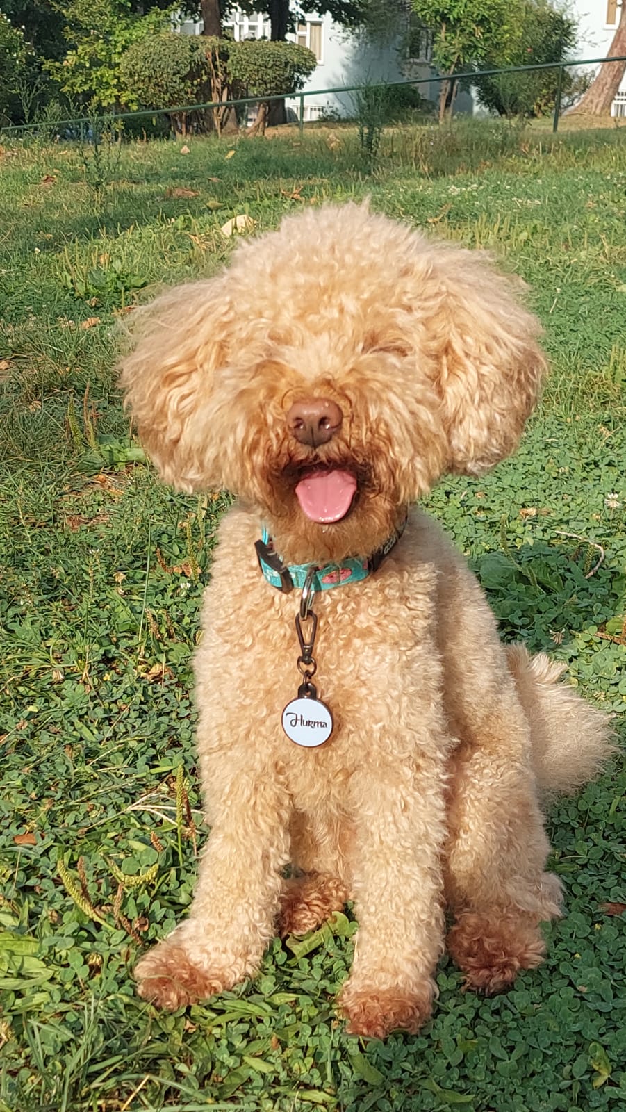 Mavi Donuts | Köpek Tasması
