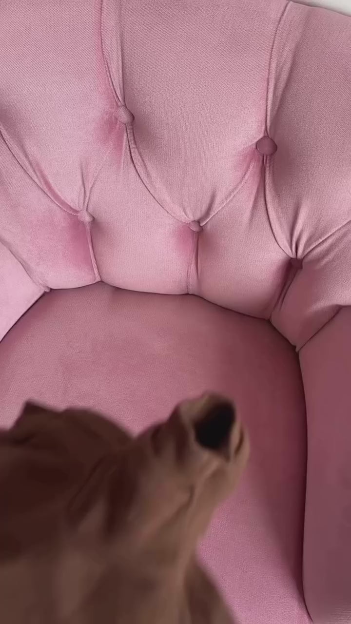 Vesikalık Bal Sarısı | Vesikalık Köpek Göğüs Tasması