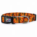 Pumpkin Köpek Tasması – Urun