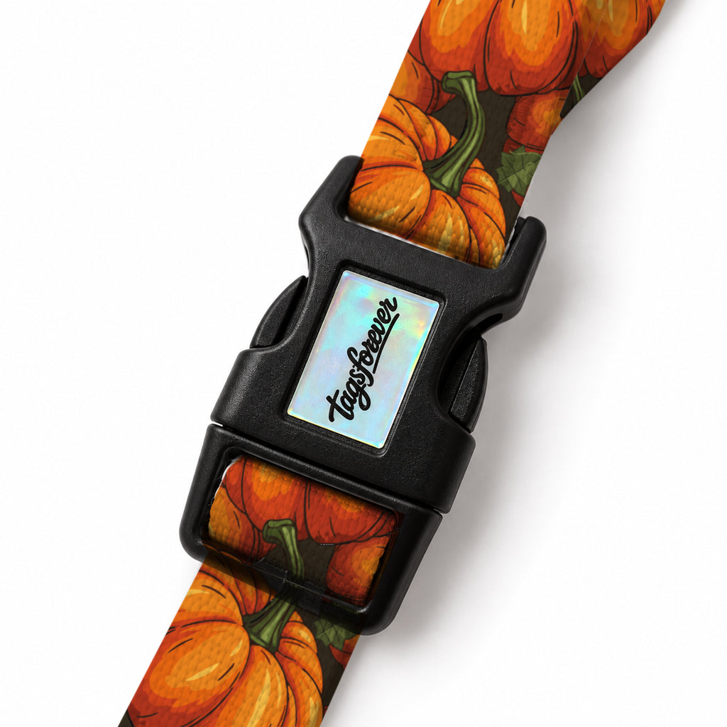 Pumpkin EasyFit Köpek Tasması – Klips