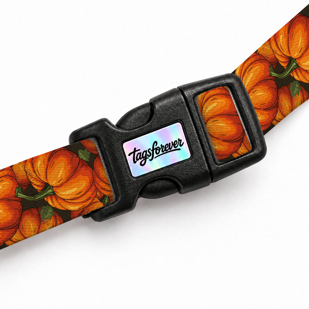 Pumpkin Kedi Göğüs Tasması – Klips